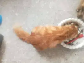 Kucing Anggora Sepasang