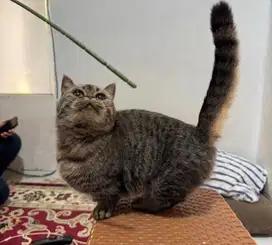 Munchkin bsh british short hair