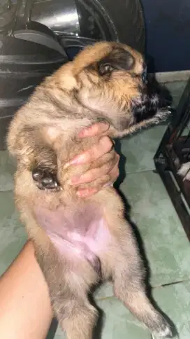 Puppies shitzu mix minipom