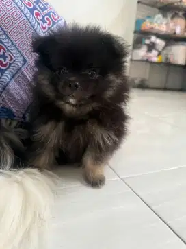 Jual anakan minipom
