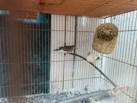 Zebra Finch Sepasang bawa telor