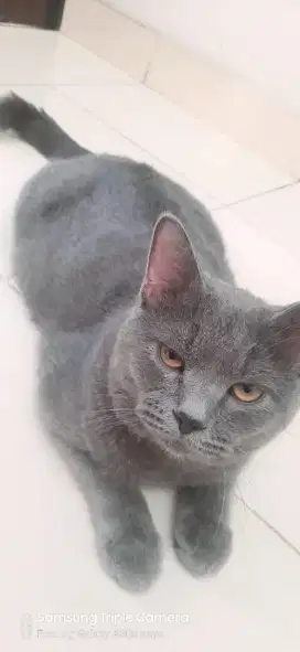 Kucing BSH mix Persia Jantan