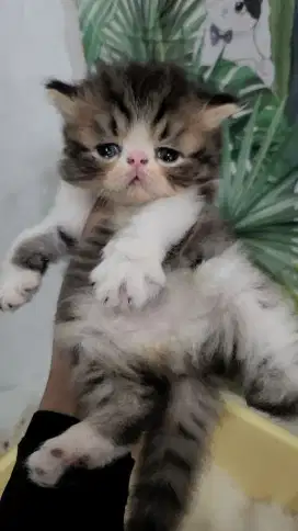 Kitten peaknose /pignose cat