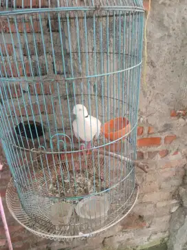 Jual puter ud bunyi burja