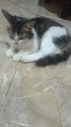 Open adop kucing MixDom Bulu Panjang