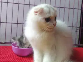 Scottish fold long hair (betina)