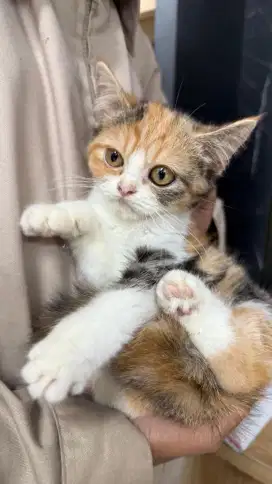 BSH MUNCHKIN NS CALICO