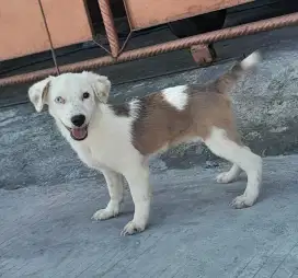 Welsh Corgi Mix Betina Mata Flip Flop
