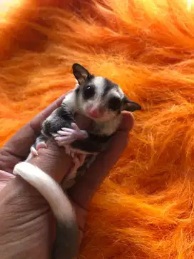Sugar Glider Low Moza