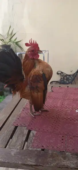 Ayam Serama jantan