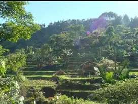 Dijual Tanah Murah Luas di Tapos LBC Pancawati Ciawi  Bogor