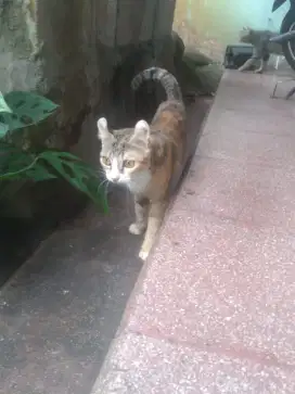 Sepasang Kucing telinga ikal amerika/amercan curl shorthair