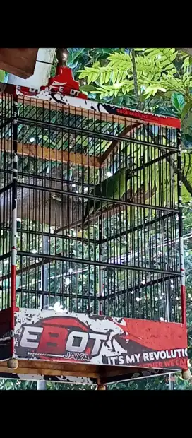 Burung muray kenarii bu