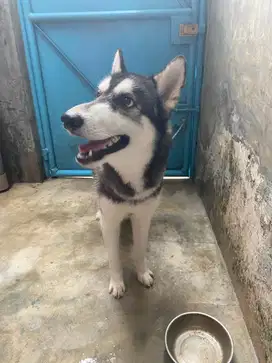 Husky jantan 15 bulan