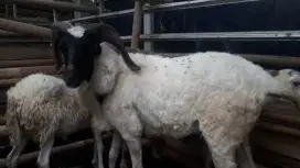 Domba dan Kambing PE kaligesing Jonggol siap antar