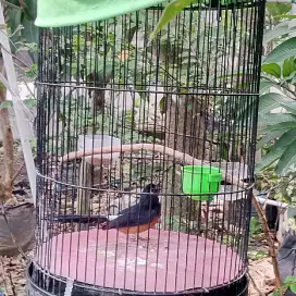 Muray Palangkaraya