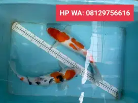 Koi Super Quality AKF Import Jpn