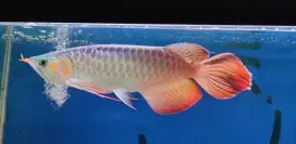 Arwana super red spesial ekor api gondrong  35cm