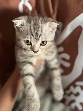 KUCING KITTEN SCOTTISH FOLD JANTAN