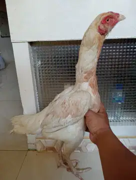 Ayam Betina Bangkok brewok produk 2x