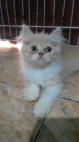 kitten flat nose jantan