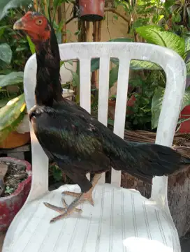 Ayam btina bangkok Mangon main tampar