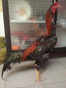 Ayam Bangkok muda bulu rebung