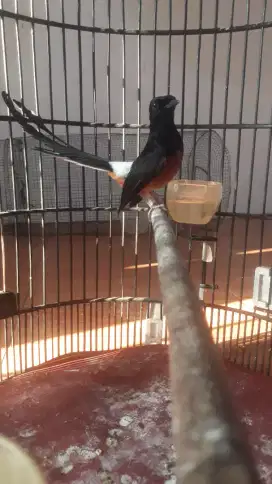 Burung muray gacor ekor klewer