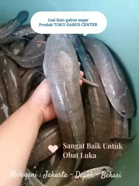 Bahan kuliner beralbumin
