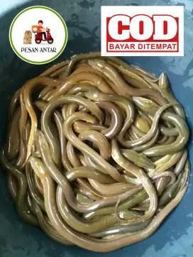 Menjual belut hidup bayar di tempat