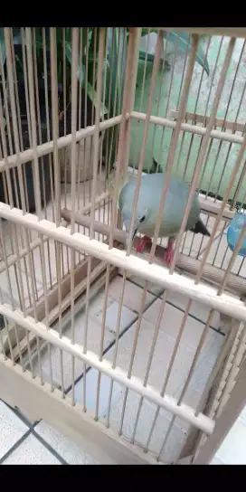 Burung Aviari punai hijau jinak Bt/Tt