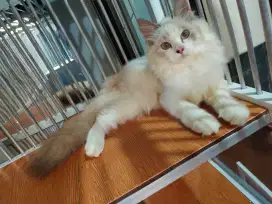 Kitten ragdoll betina 4bln