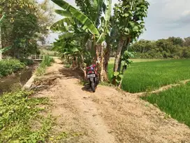 Tanah Sawah 2.336m² Tasikmadu Karanganyar