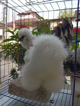 Ayam hias American silky ori /bukan kate