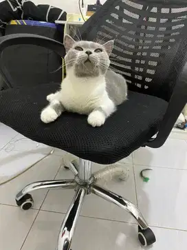 Kucing bsh murah