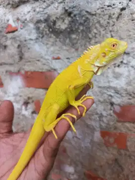 Iguana albino murmer