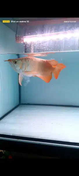 Ikan Arwana/arowana super red