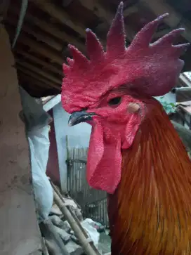 ayam pelung muda mulus