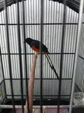 Murai Ekor Panjang