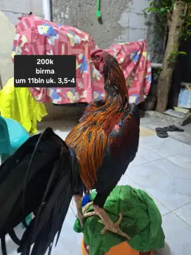 Ayam bangkok, kampung, pelung, mangon
