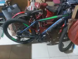 Speda merk evergreen