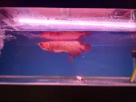 Ikan arwana super red