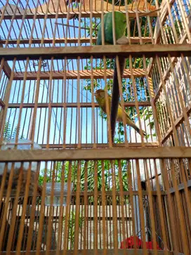 Burung kenari lopers