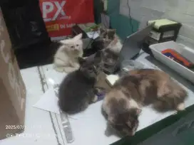 Anakan kucing anggora usia 3 bulan