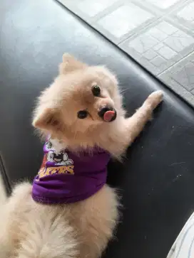Anjing Minipom Betina