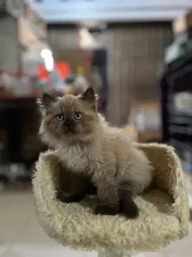 kucing kiten persia anggora mainecoon ragdoll himalaya munchkin