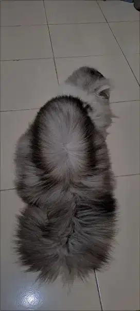 LA kucing peaksone jantan (BESANAN BS,PACAK 150K)