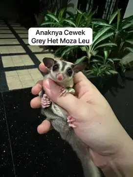 Joey Sugar Glider Betina Special