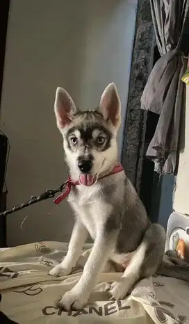Anak anjing siberian husky