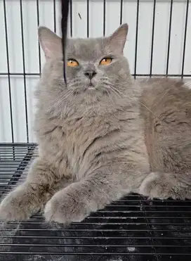 Kucing British LongHair Jantan & Kucing Munchkin Betina